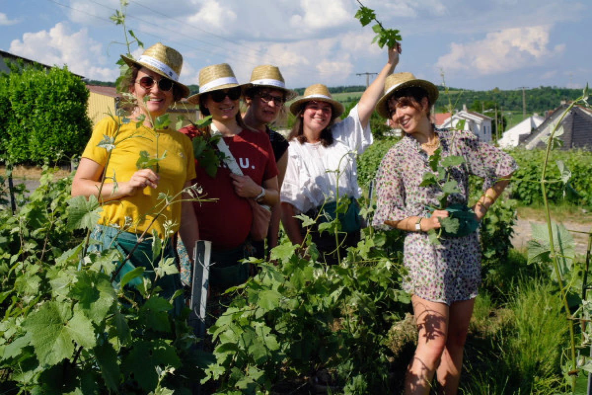 Atelier Viticole - Initiation au relevage/palissage - Vignerons Indépendants