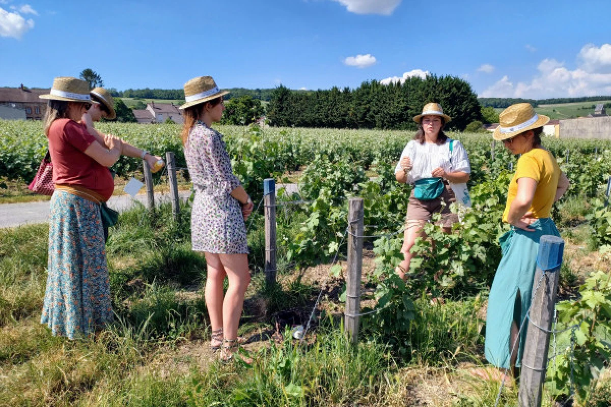 Atelier Viticole - Initiation au relevage/palissage - Vignerons Indépendants