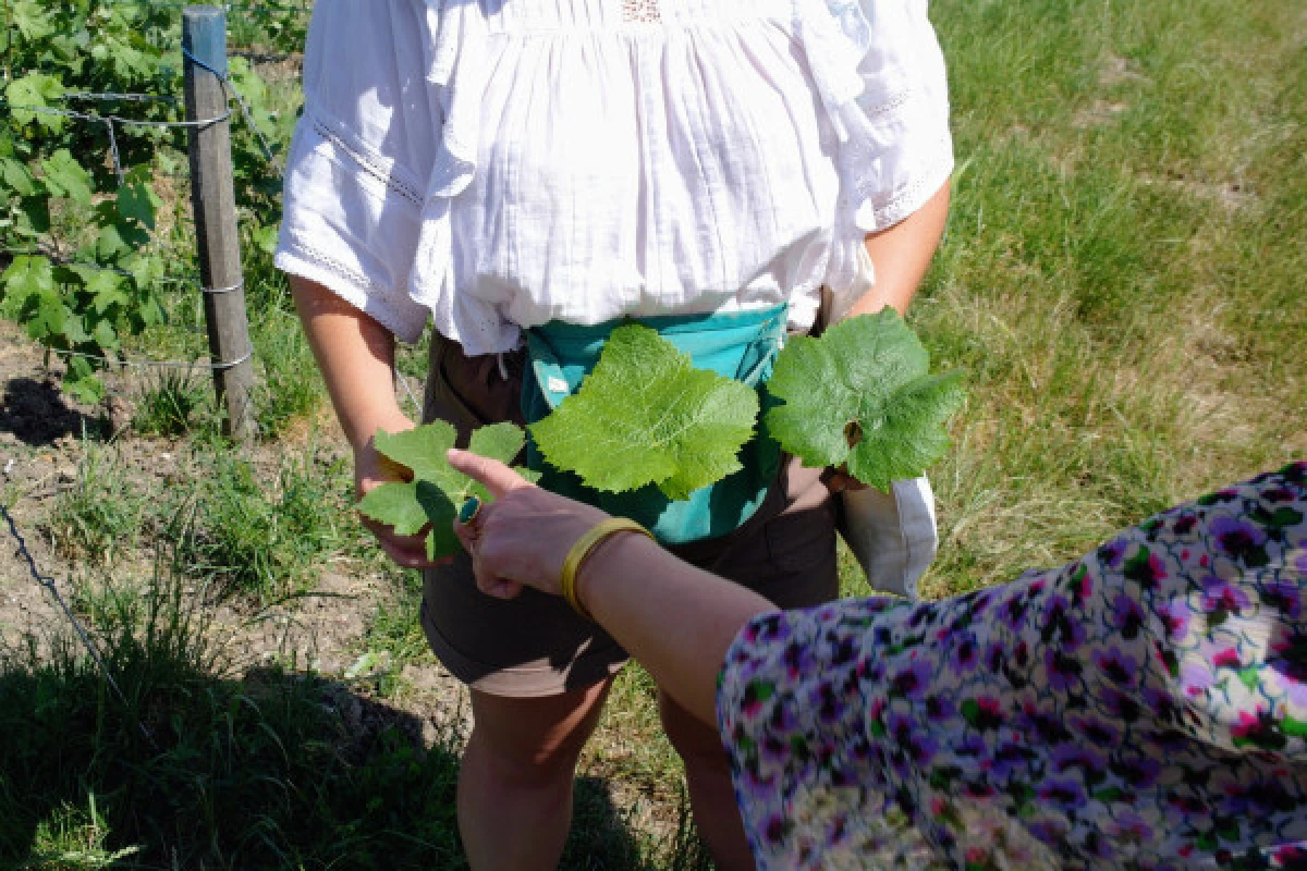 Atelier Viticole - Initiation au relevage/palissage - Vignerons Indépendants