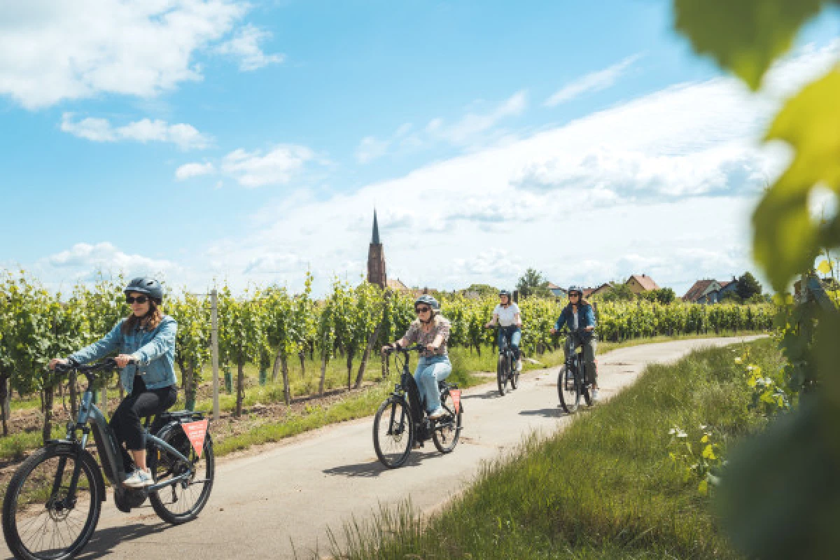 Balade à vélo sur la Route des Vins - Vignerons Indépendants