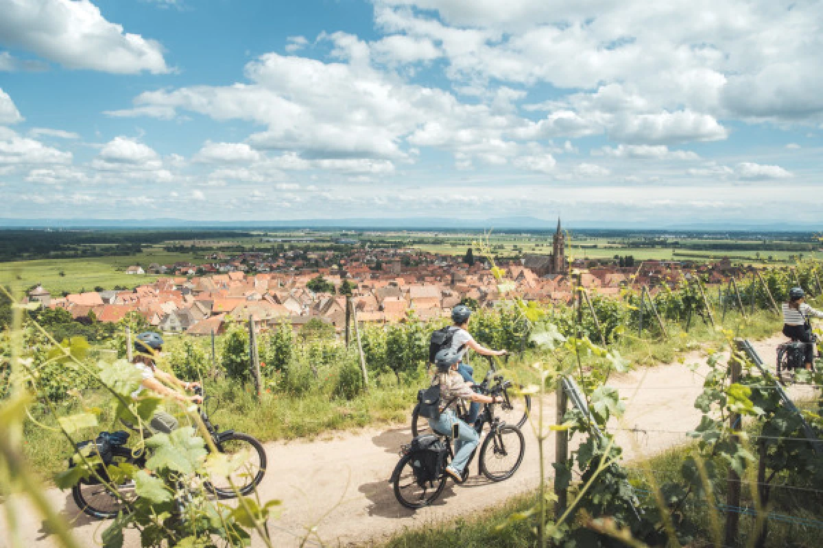 Balade à vélo sur la Route des Vins - Vignerons Indépendants