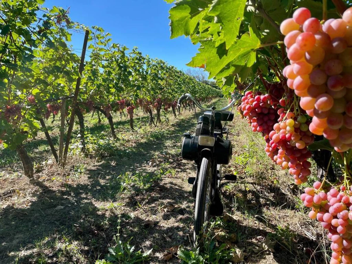 Balade en Solex & Dégustation de Vin - Vignerons Indépendants