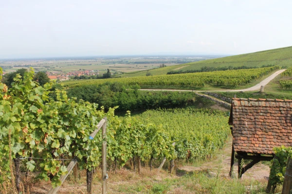 Balade Gastro-Vinique - Vignerons Indépendants