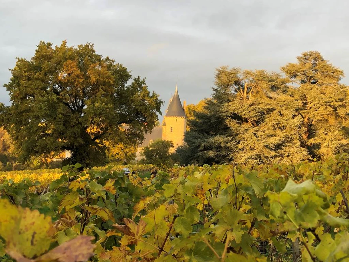 Balade Groupée - Au Cœur des Vignes - Vignerons Indépendants