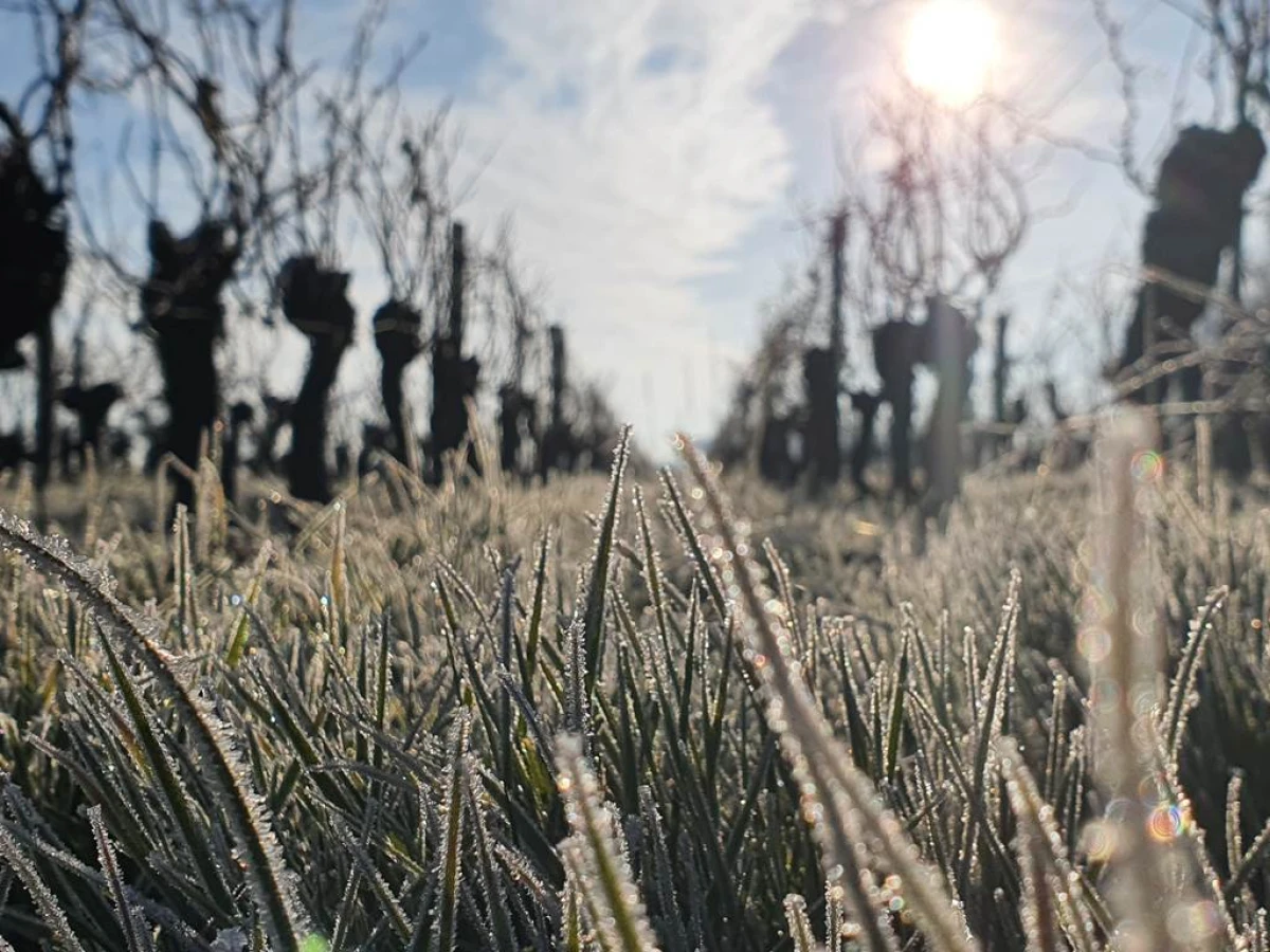 Balade Hivernale et Réconfort au coin du feu - Vignerons Indépendants