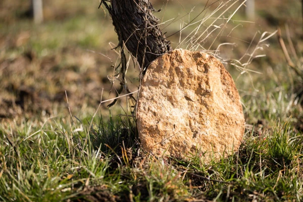 Biodynamie : Un Vigneron vous Explique la Différence! - Vignerons Indépendants