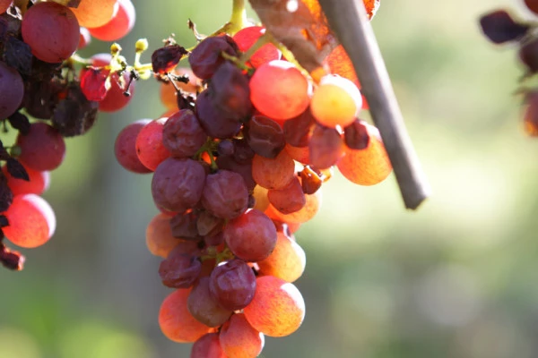 Biodynamie : Un Vigneron vous Explique la Différence! - Vignerons Indépendants