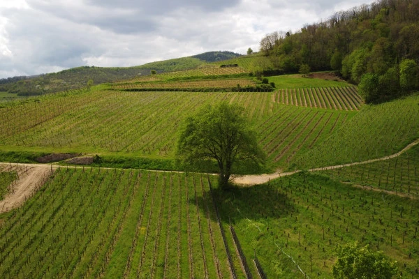 Biodynamie : Un Vigneron vous Explique la Différence! - Vignerons Indépendants