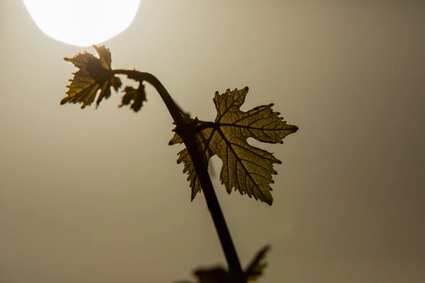 Biodynamie : Un Vigneron vous Explique la Différence! - Vignerons Indépendants