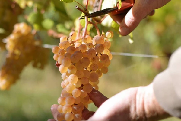 Casse-croûte du Vigneron - Vignerons Indépendants