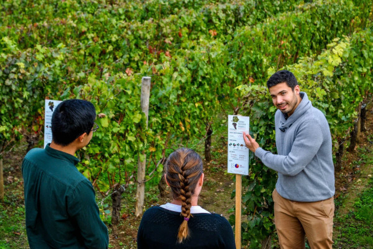 Château La Croizille St-Emilion Grand Cru Classé : Visite & Dégustation en Français - Vignerons Indépendants