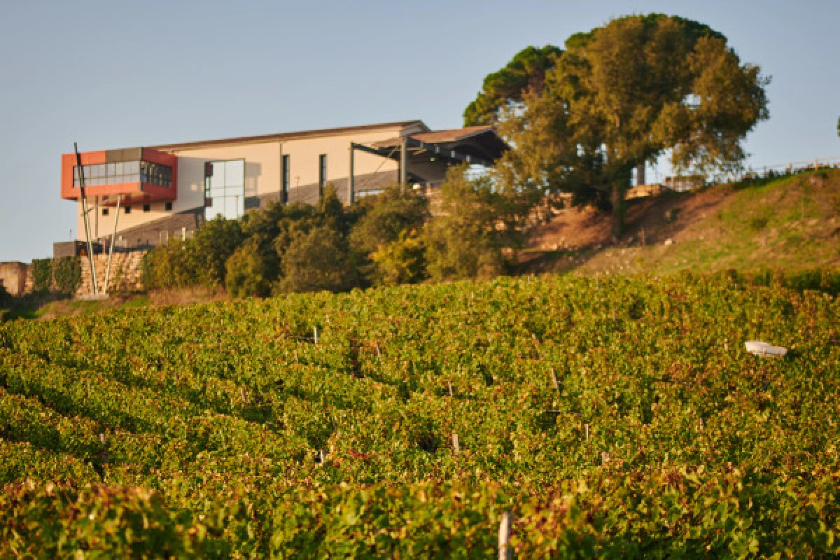 Château La Croizille St-Emilion Grand Cru Classé : Visite Nature & Terroir en Français - Vignerons Indépendants