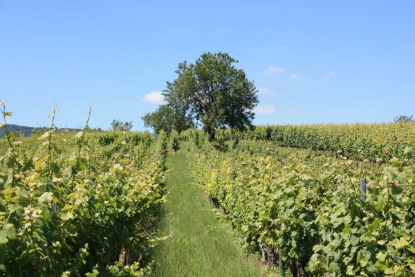 Devenez vigneron d'un jour ! - Vignerons Indépendants