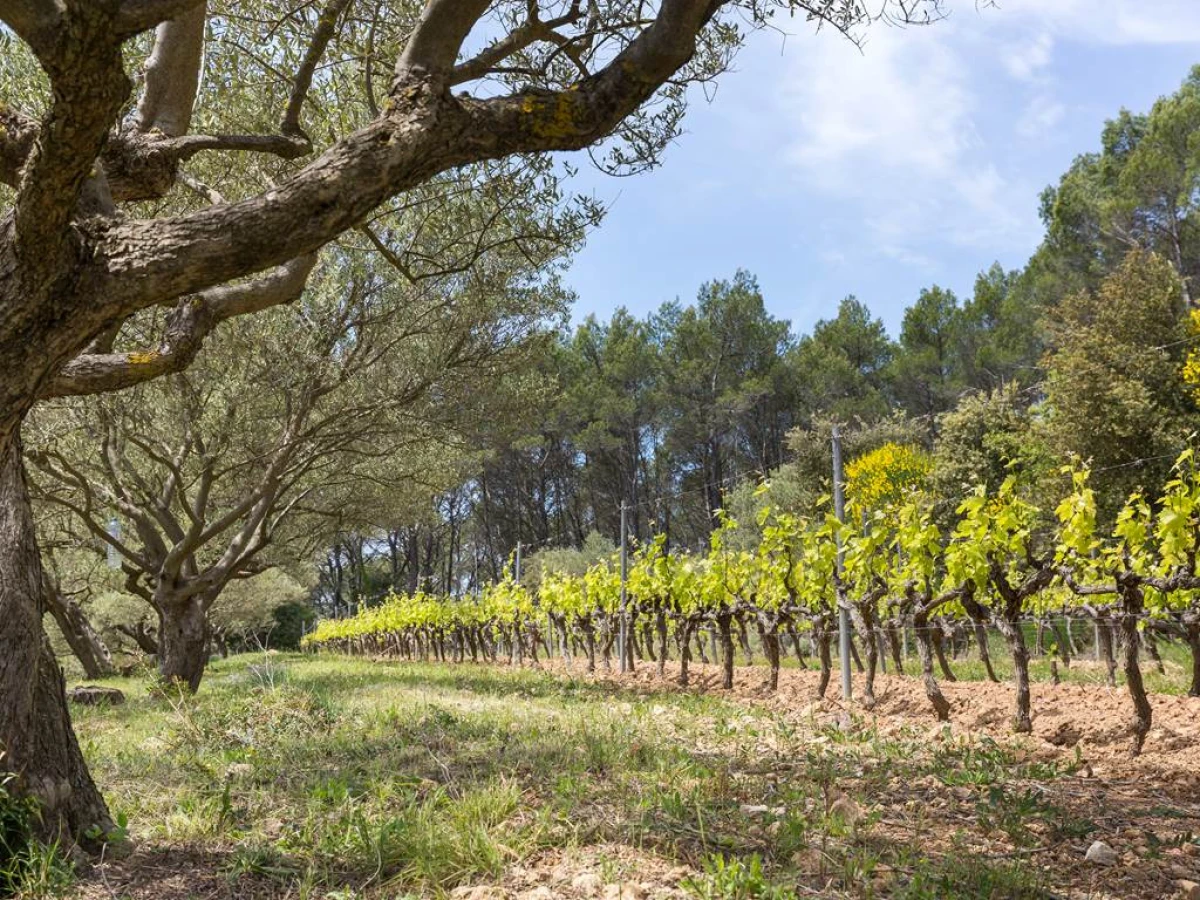 Domaine du Clos d'Alari - Vignerons Indépendants