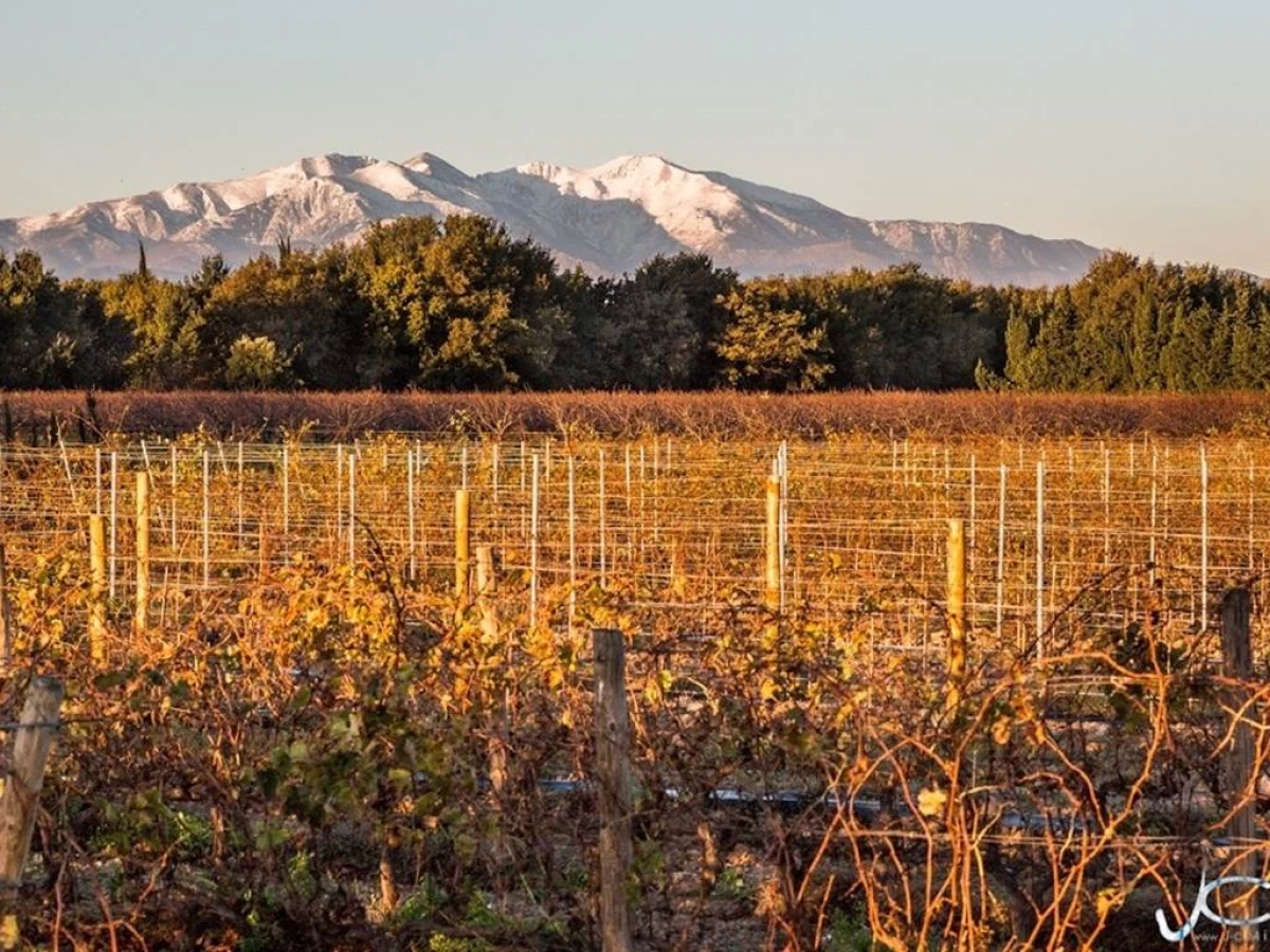 Domaine Saint Thomas - Vignerons Indépendants