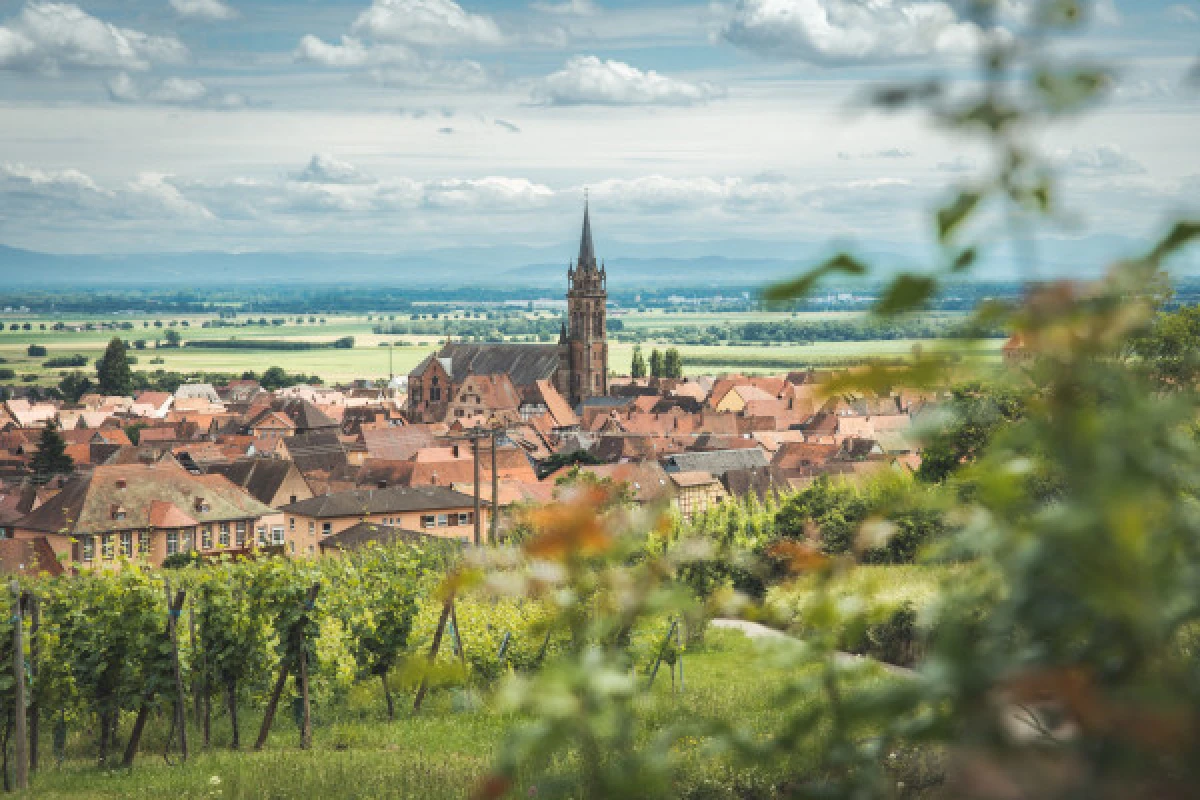 Excursion d'une demi-journée sur la Route des Vins - Vignerons Indépendants