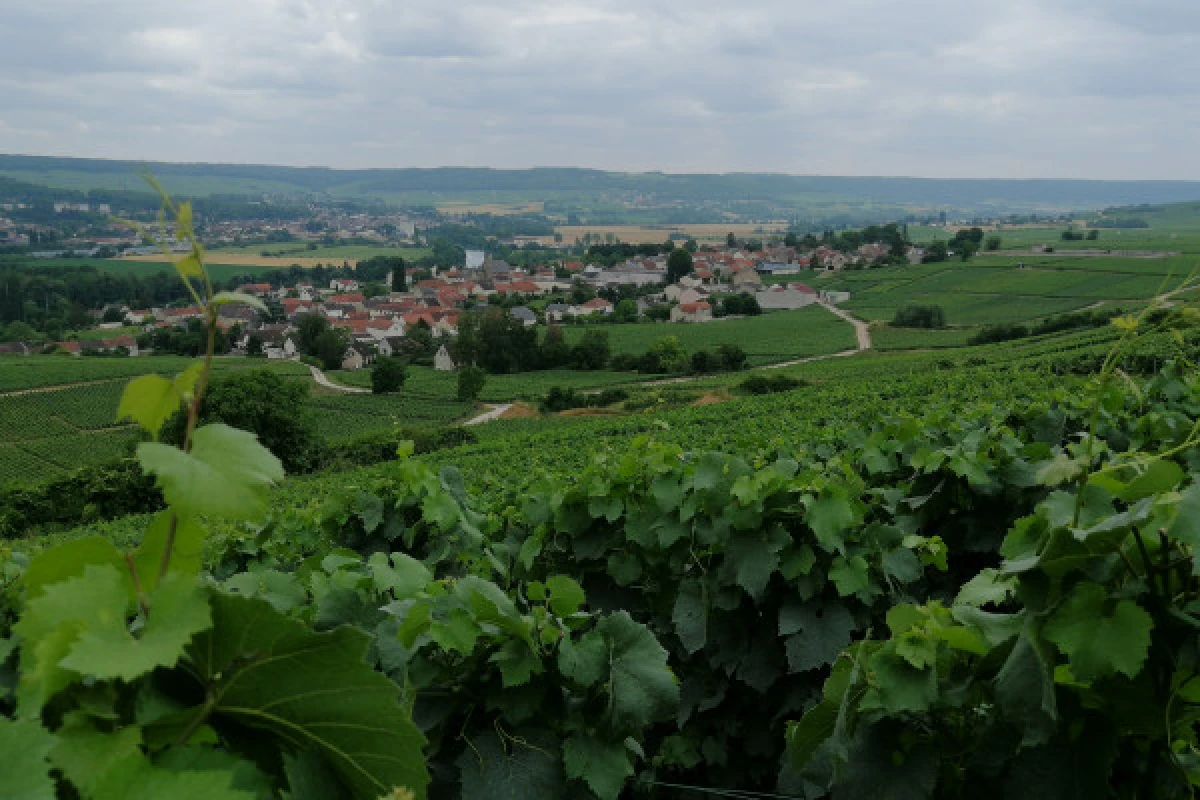 L'Escapade Apéritive - Balade pédestre & Pause gourmande - Vignerons Indépendants