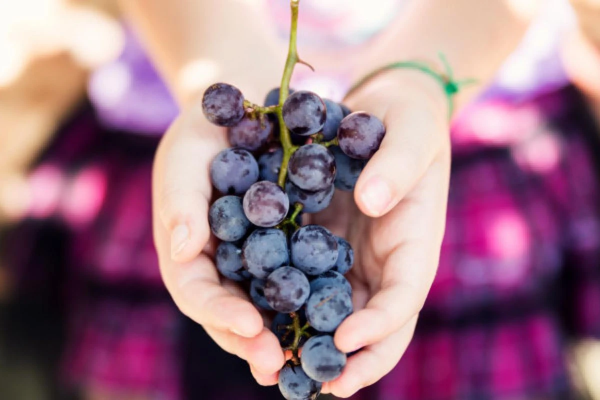 La visite interactive - Vignerons Indépendants