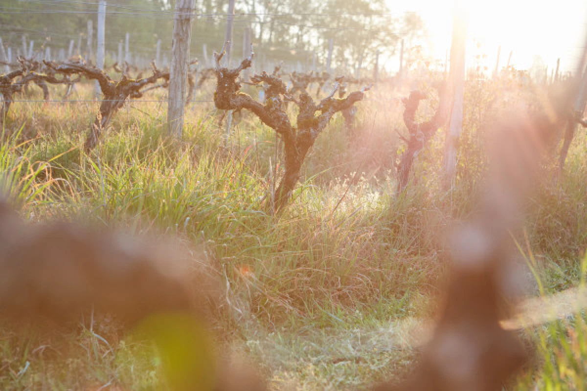 LES SECRETS DU HAUT-ARMAGNAC - Vignerons Indépendants