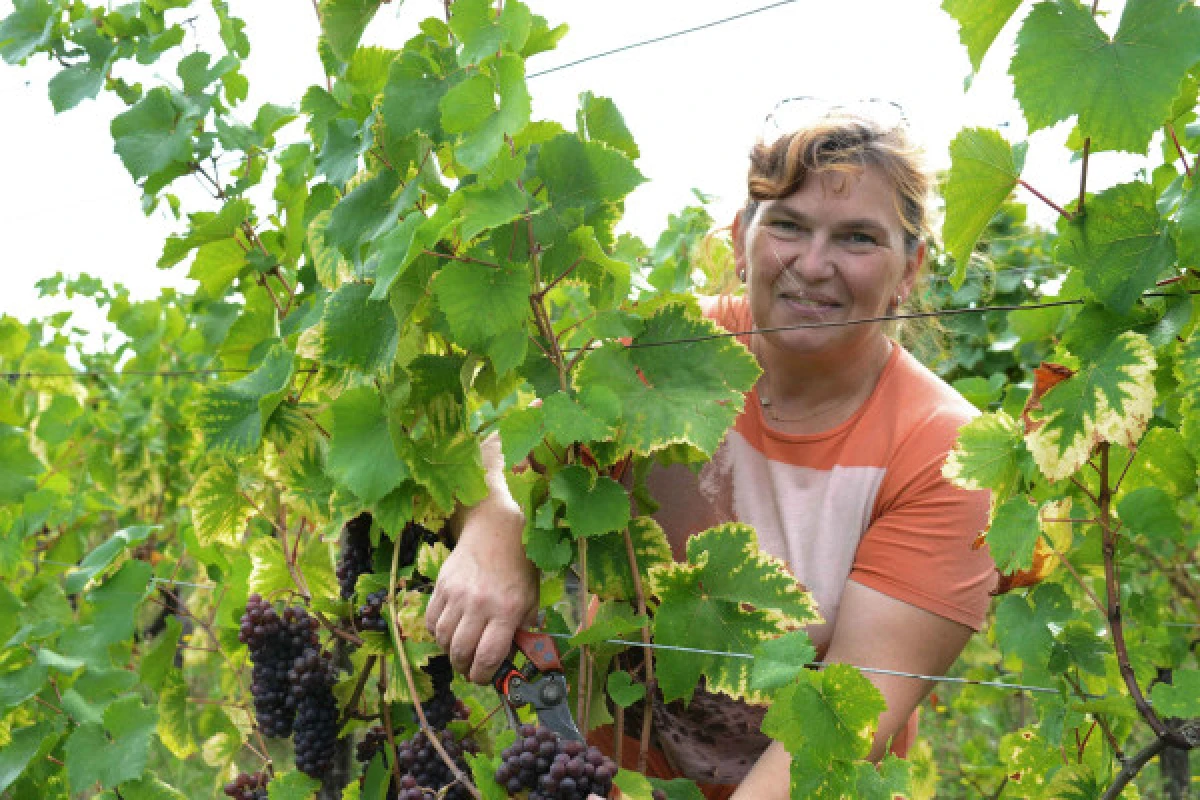 Osez le vin au féminin - Vignerons Indépendants