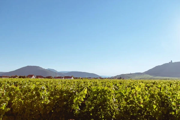 Planchette, visite et dégustation - Vignerons Indépendants