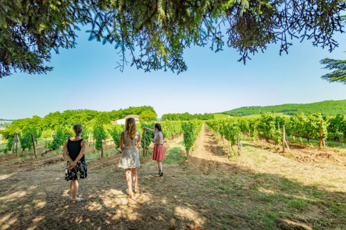 Visite Dégustation Prestige - Anglais - Vignerons Indépendants