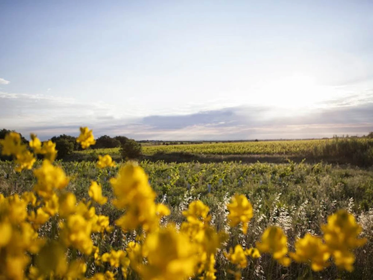 Promenade dans le vignoble - Vignerons Indépendants