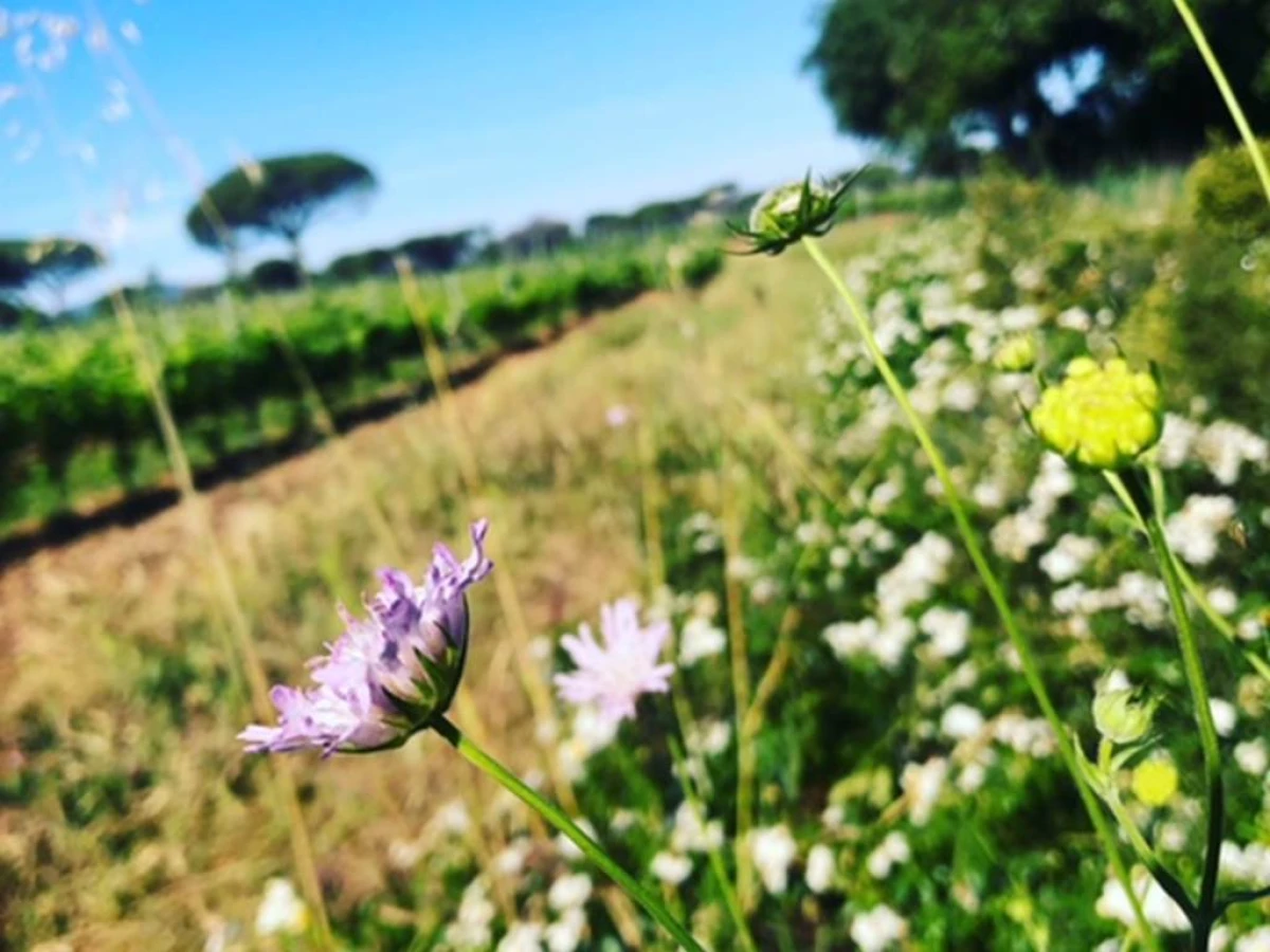 Sentiers balade découverte dans les vignes - Vignerons Indépendants