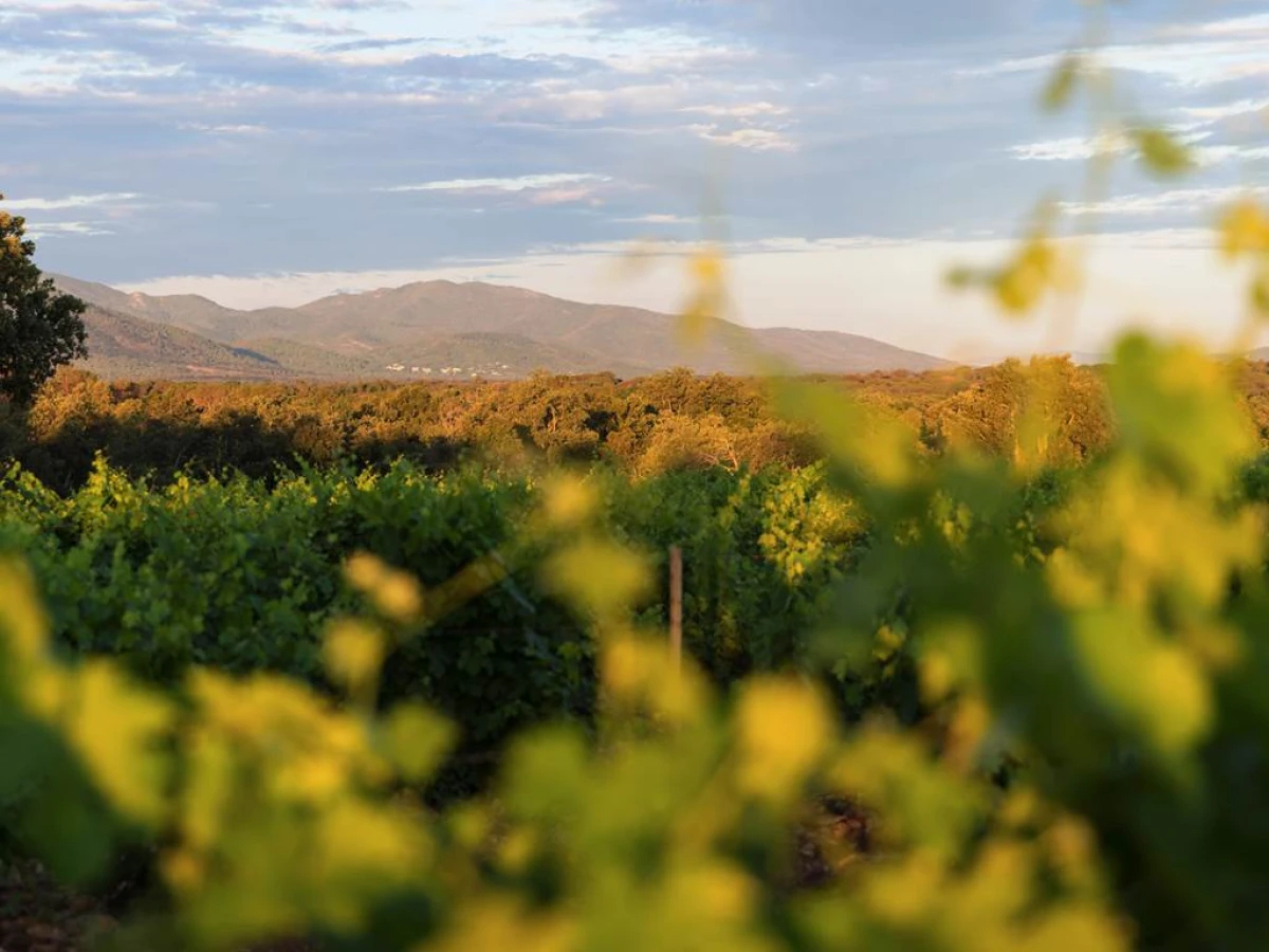 Sentiers balade découverte dans les vignes - Vignerons Indépendants