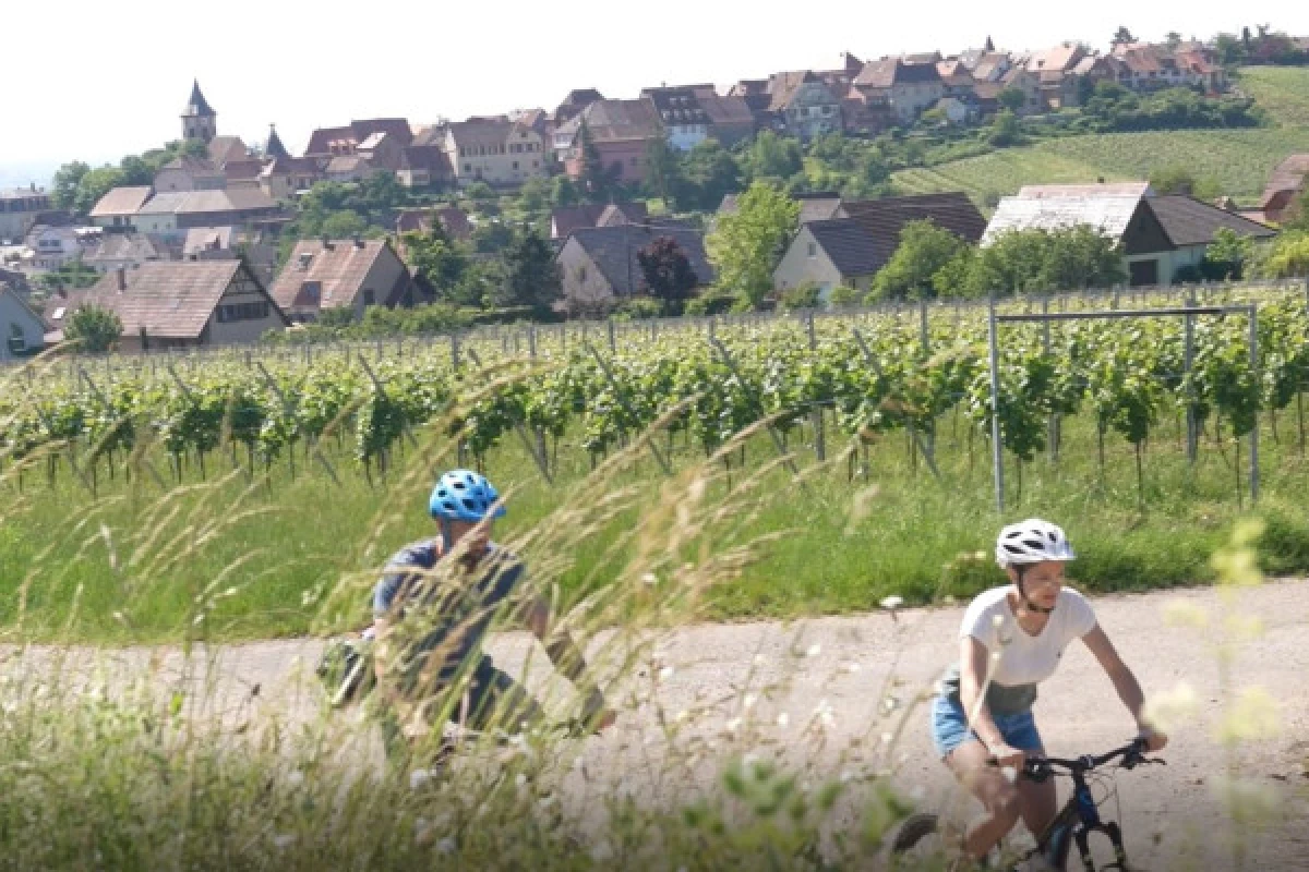 Vélo électrique, Pique-Nique & Vin - Vignerons Indépendants