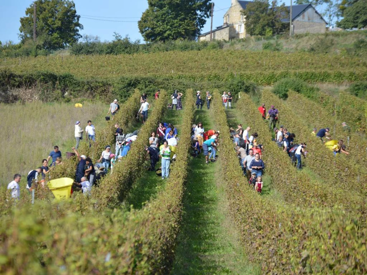 Vendangeur d'un jour le  5 octobre 2024 - Vignerons Indépendants