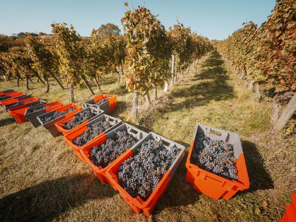 Vendangeur d'un jour le  5 octobre 2024 - Vignerons Indépendants