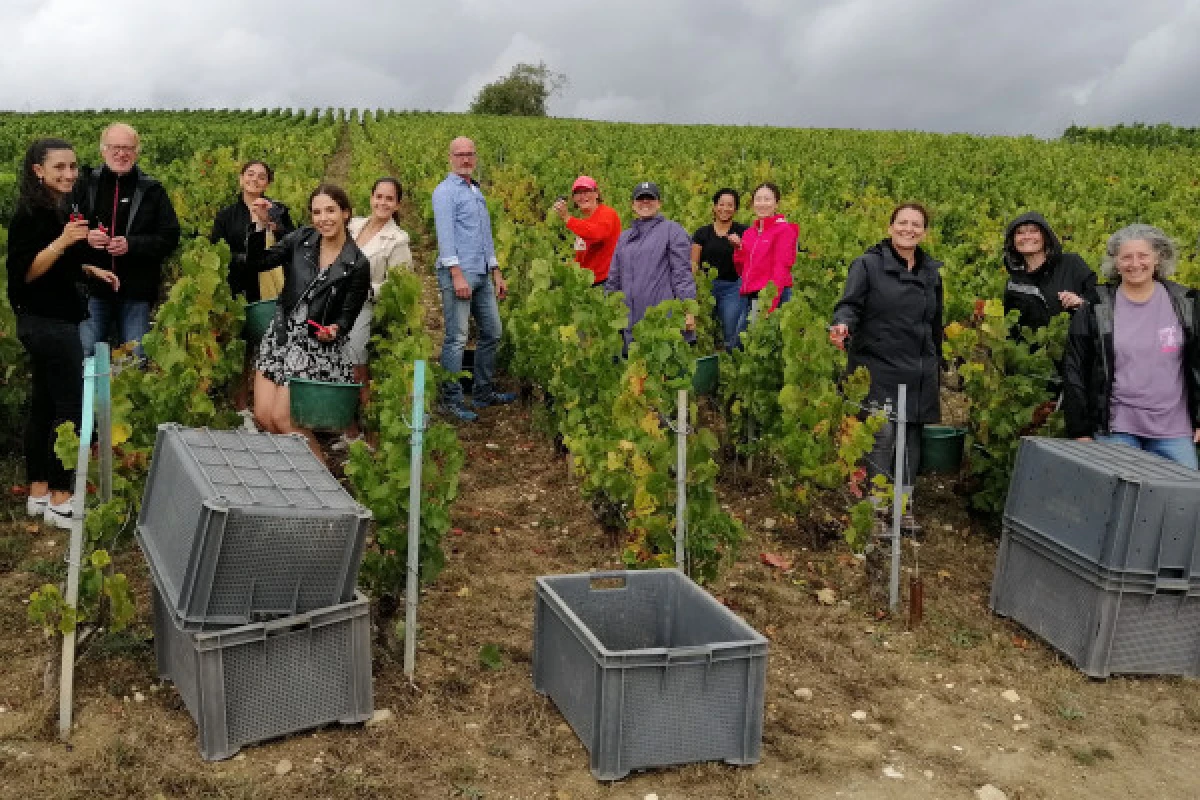 Vendangeur d'un jour - Réservez maintenant ! - Vignerons Indépendants