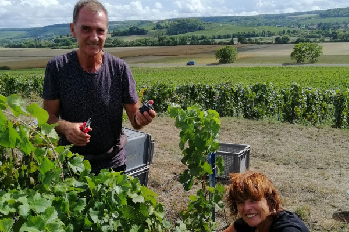 Vendangeur d'un jour - Réservez maintenant ! - Vignerons Indépendants