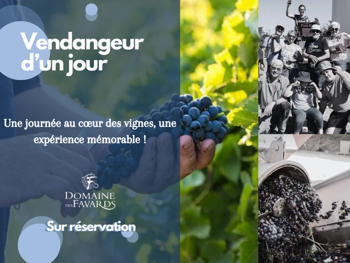 Vendangeur d'un jour - Vignerons Indépendants