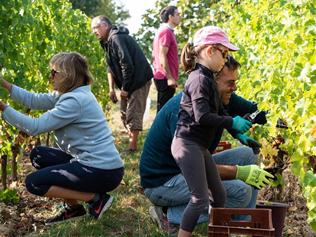 Vendangeur d'un jour - Vignerons Indépendants