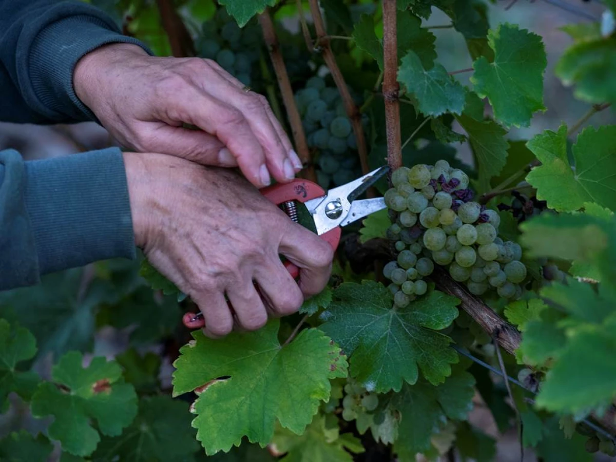 Vendangeur d'un Jour - Vignerons Indépendants