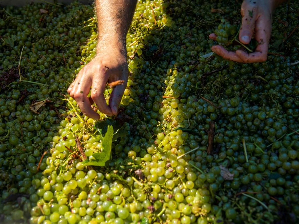 Vendangeur d'un Jour - Vignerons Indépendants