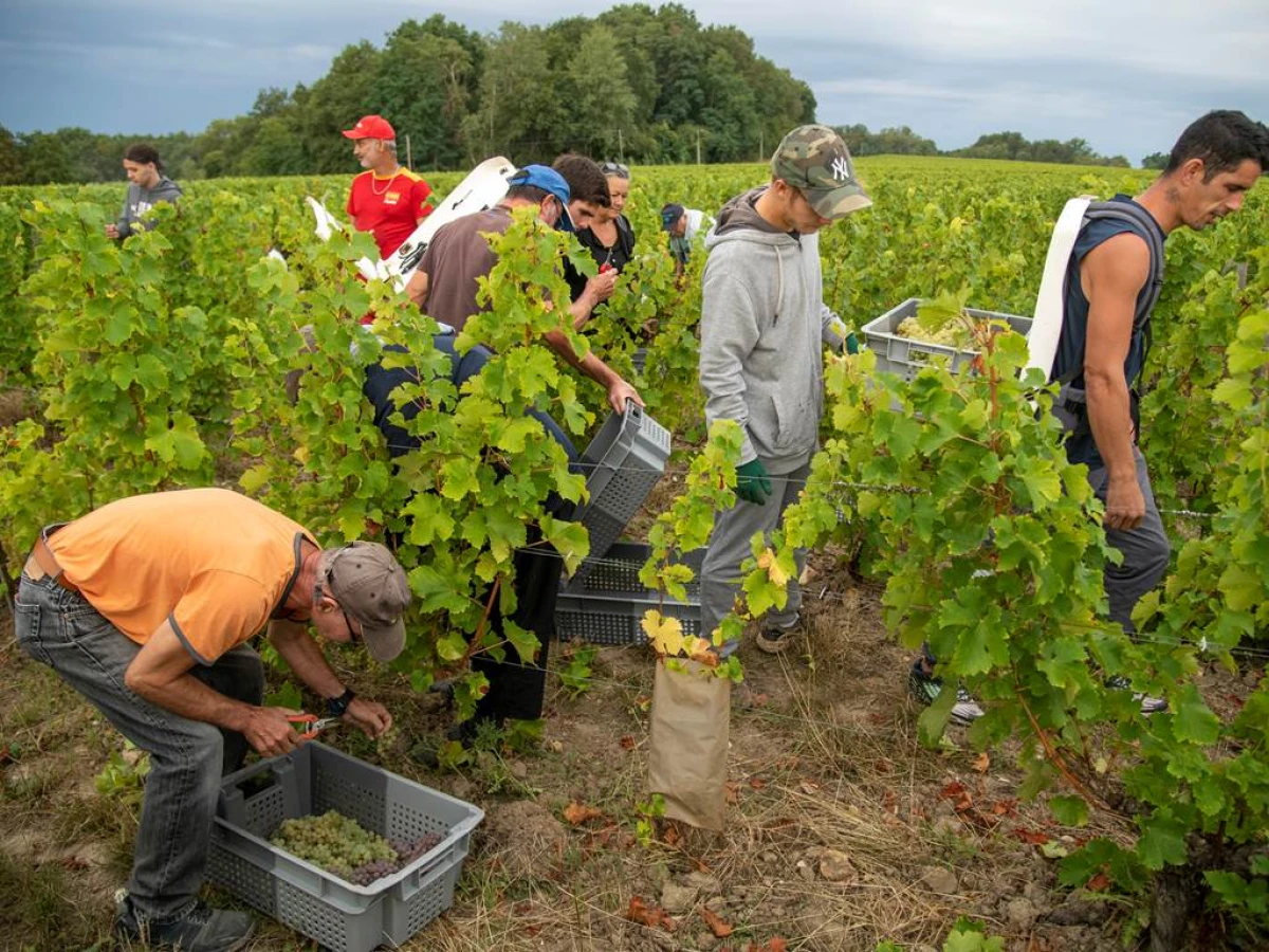 Vendangeur d'un Jour - Vignerons Indépendants