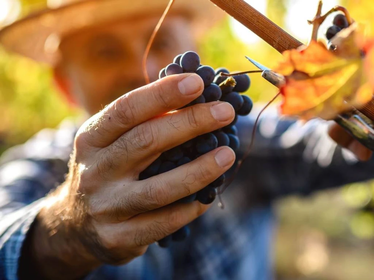 Vendangeur d'un jour - Vignerons Indépendants