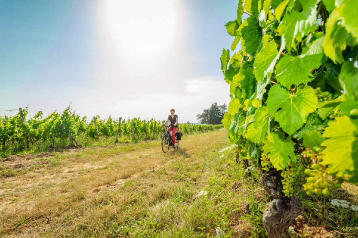 La Vinocycle - Français - Vignerons Indépendants