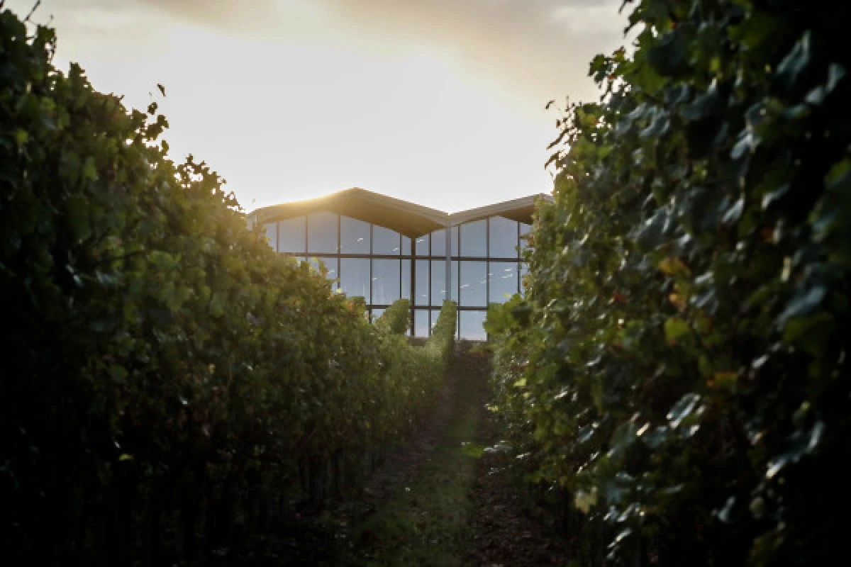 Visite accord Vins et Fromages au Château Lauduc - Vignerons Indépendants