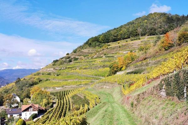 Visite Aventure - Vignerons Indépendants