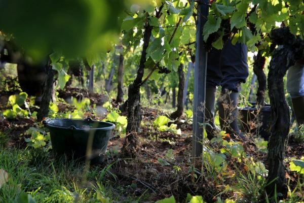 Visite du domaine et dégustation commentée - Vignerons Indépendants