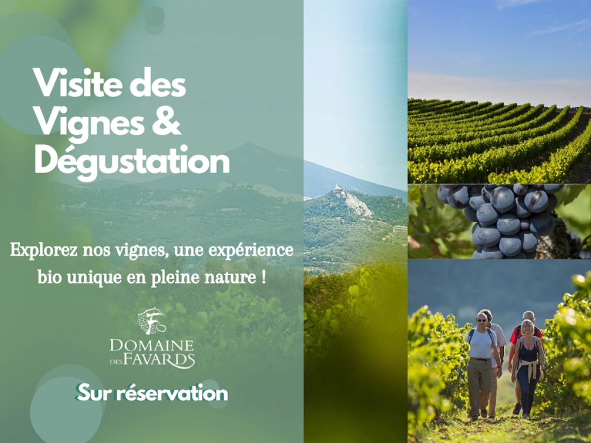 Visite du vignoble (vignes en agriculture biologique) et dégustation - Vignerons Indépendants