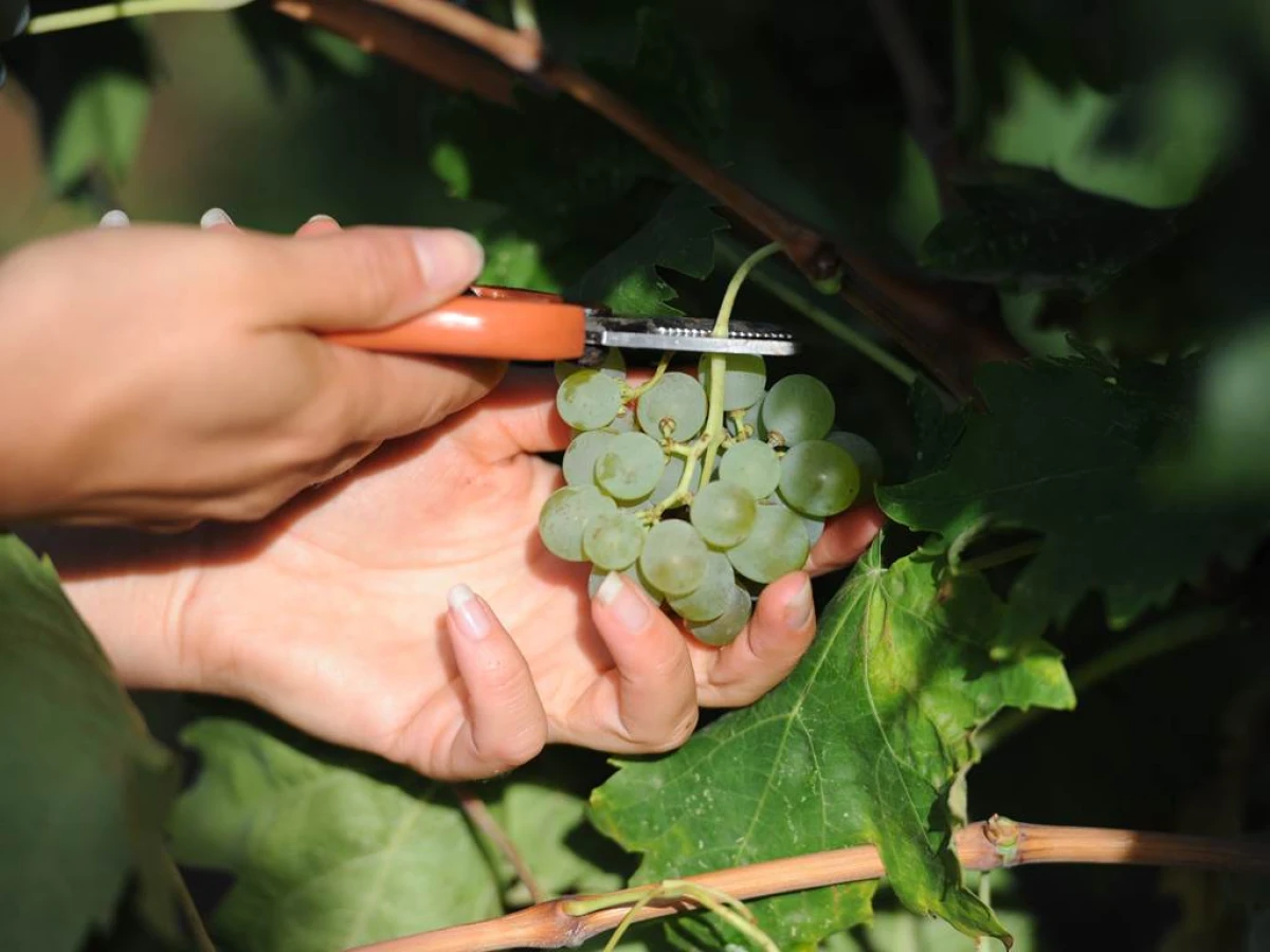 Visite et dégustation - Vignerons Indépendants