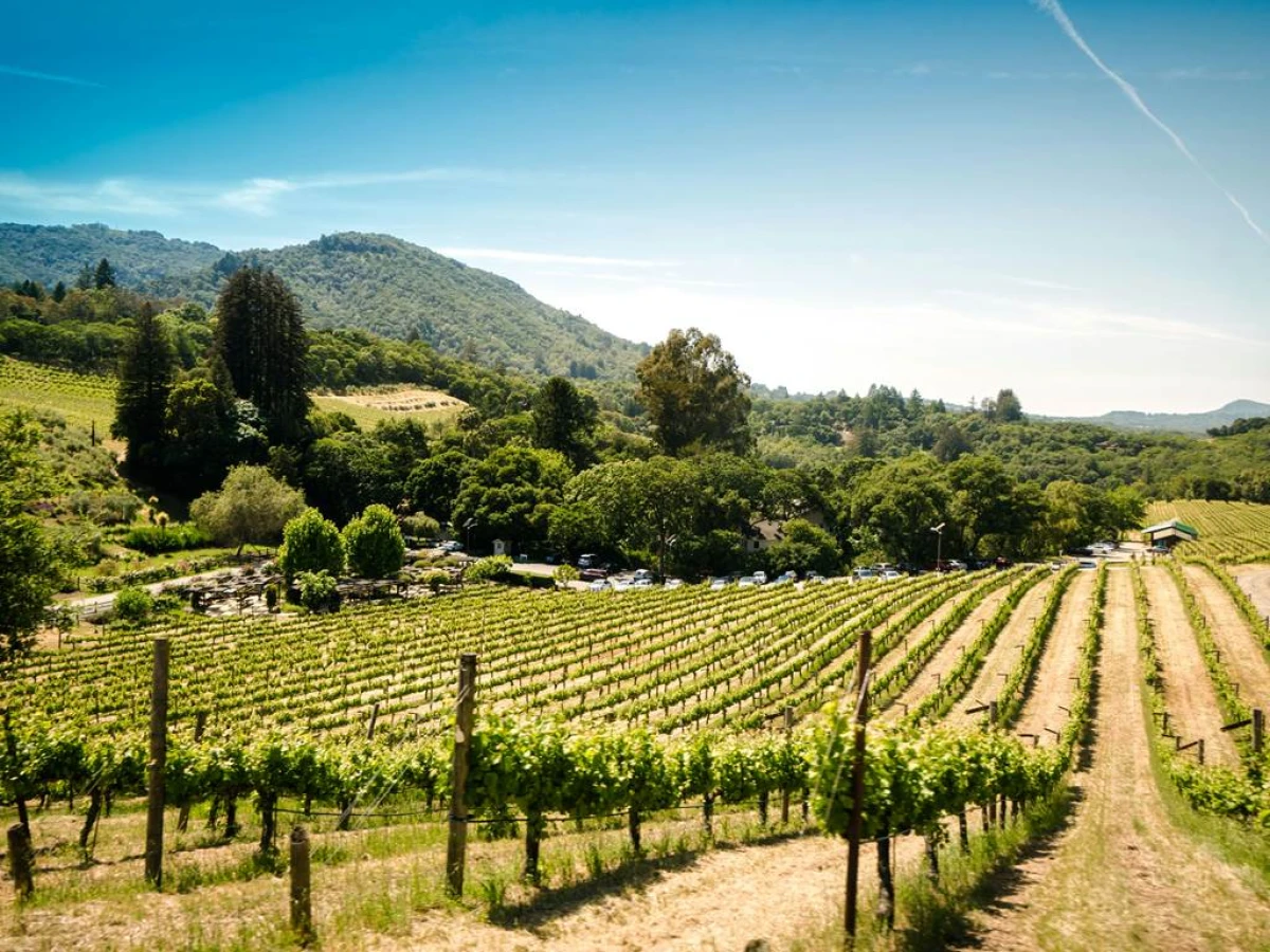 Wine tour - Vignerons Indépendants