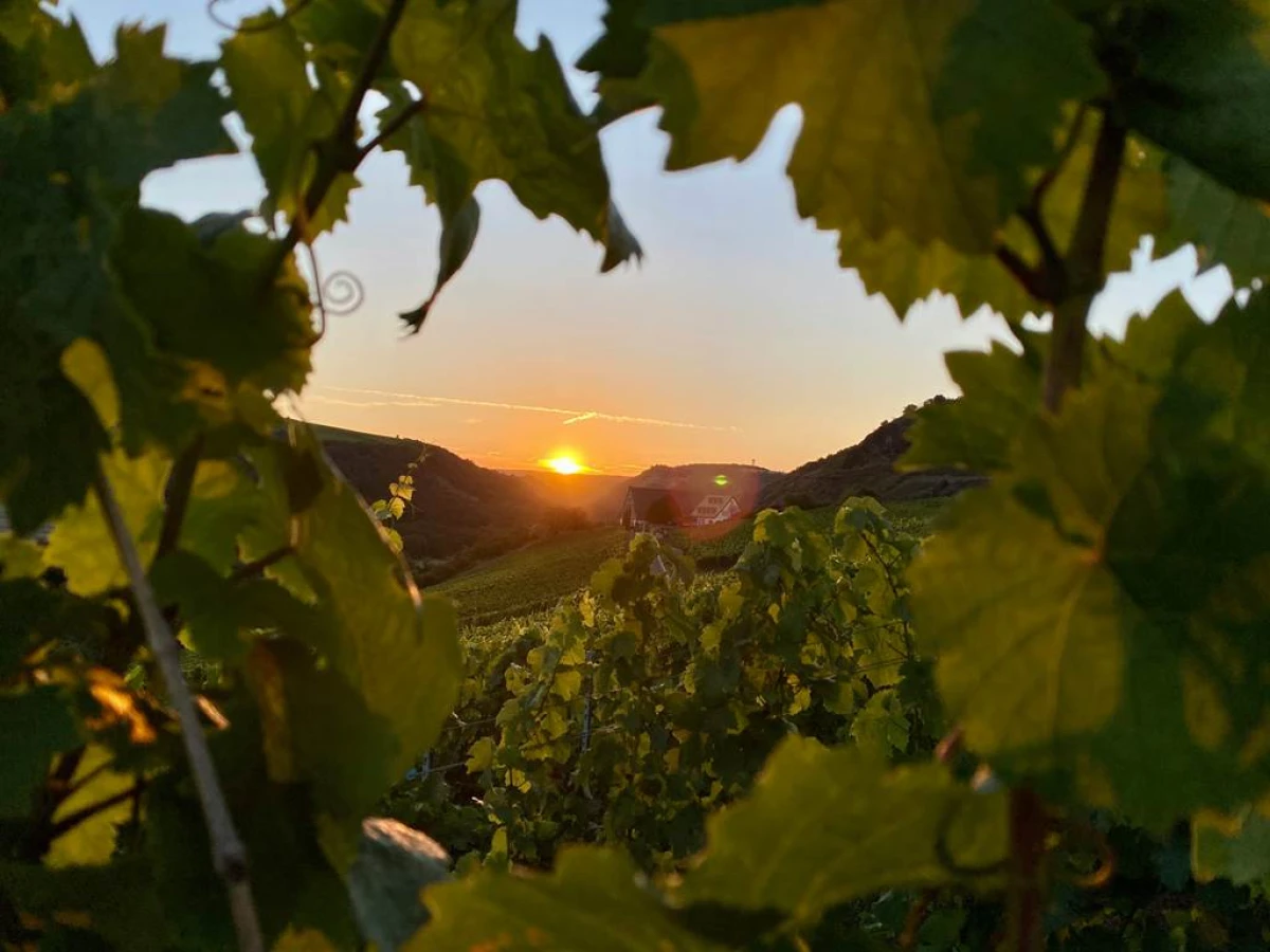 Wine tour - Vignerons Indépendants