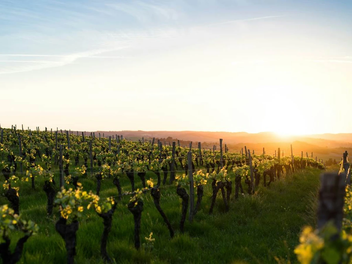 Wine tour - Vignerons Indépendants